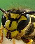 Yellowjacket