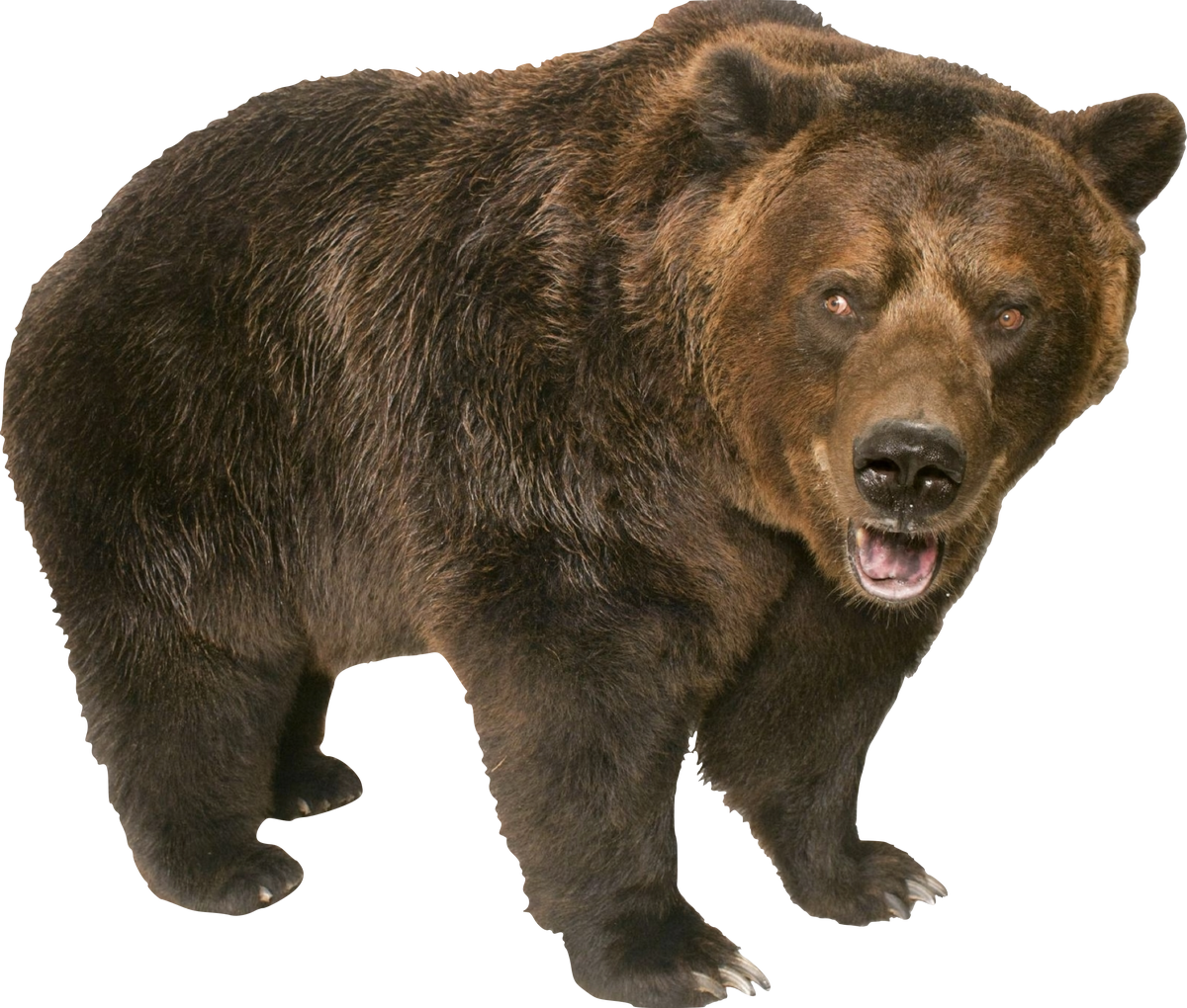 eurasian brown bear vs grizzly