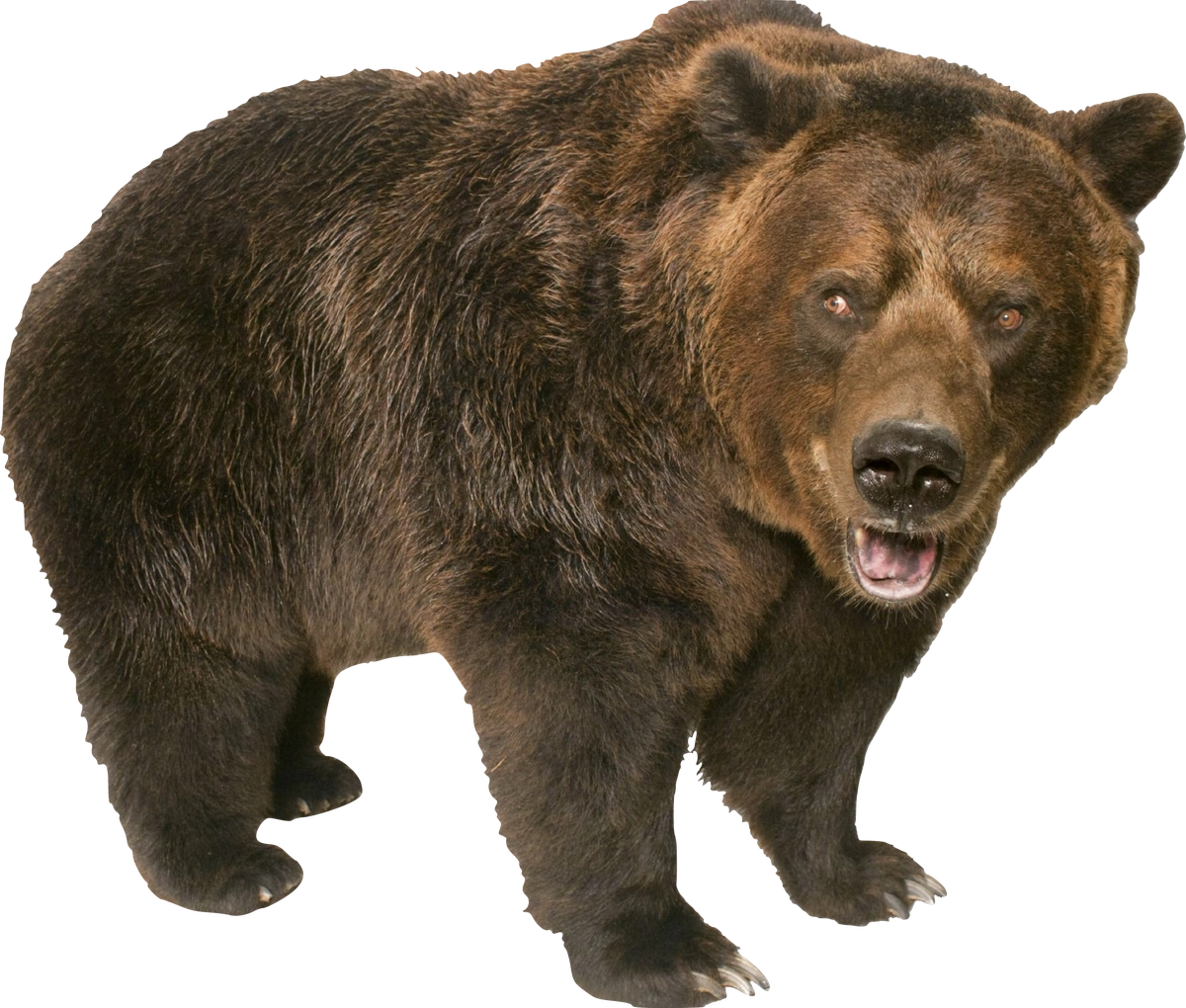 Grizzly Bear, VS Battles Wiki