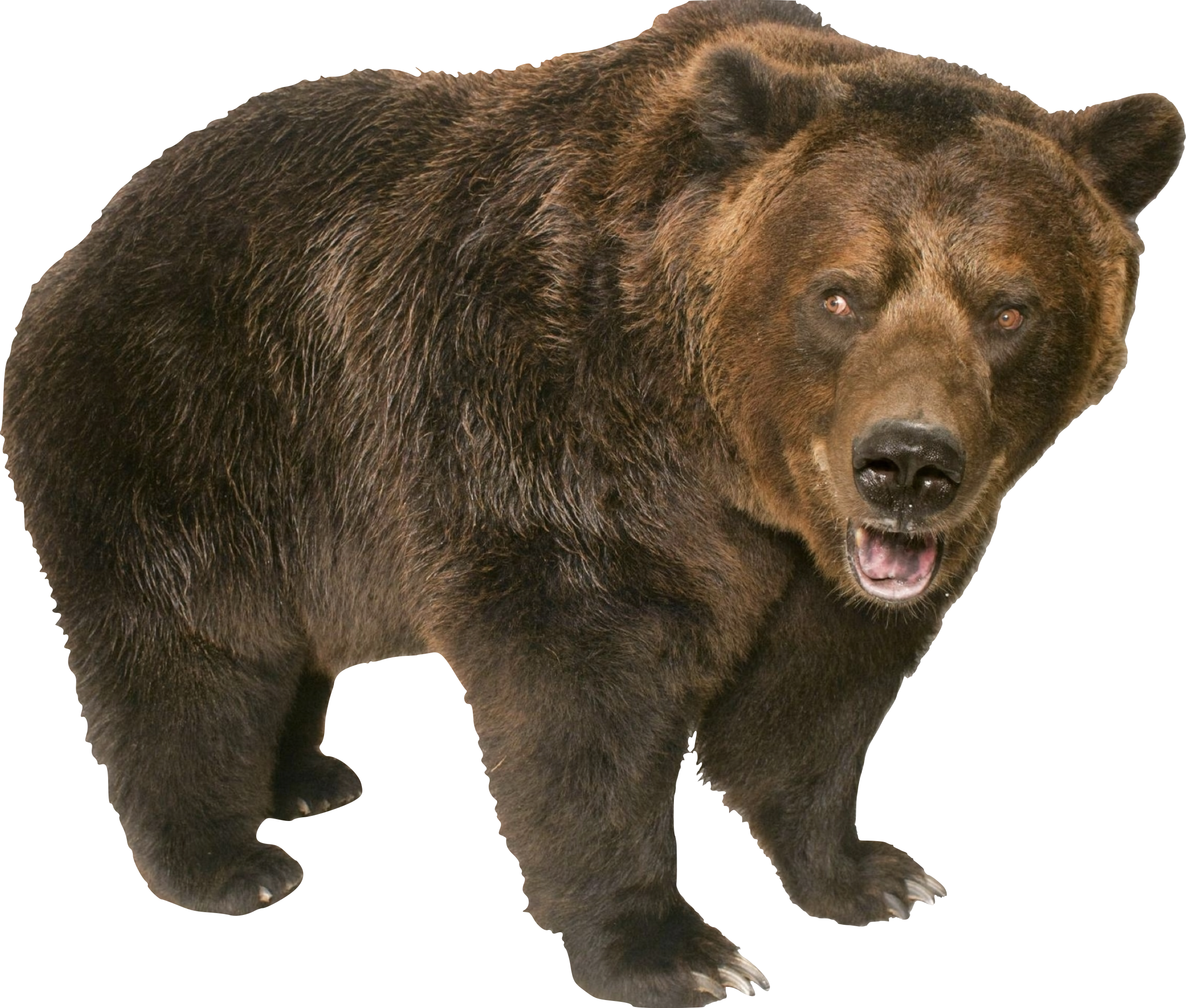 Kodiak bear - Wikipedia