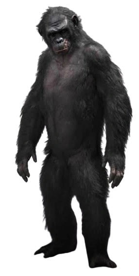 Kobapotapng.png