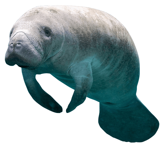 manatees classification