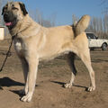 Kangal Dog