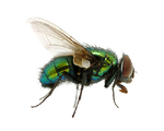 Housefly