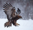 Golden Eagle