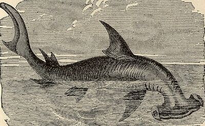 Baby Shark Brooklyn, VS Battles Wiki