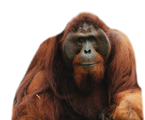 Orangutan