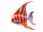 Angelfish