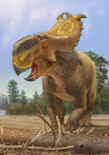 Pachyrhinosaurus