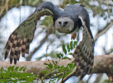 Harpy Eagle