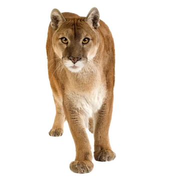 puma wiki platform
