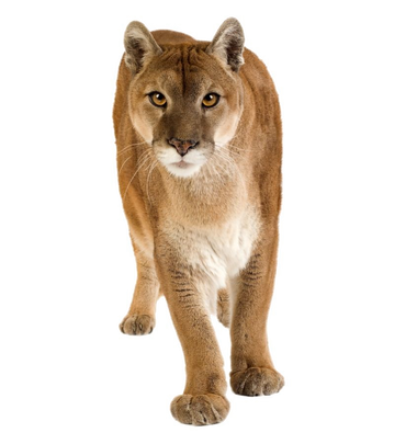 Puma wiki 2025
