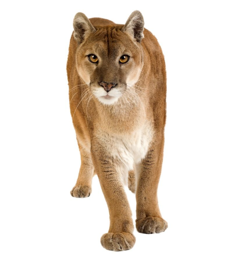 Puma Concolor, VS Battles Wiki