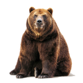 Kodiak Bear