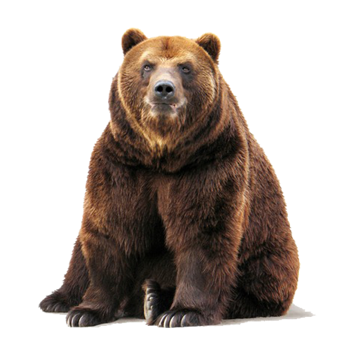 Brown bear - Wikipedia