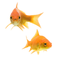 Goldfish