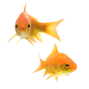 Fish vs a base. the power of goldfish!