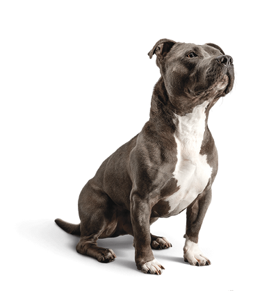 pitbull png