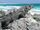 Black Spiny-Tailed Iguana