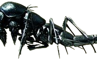 Plasma Bug, Starship Troopers Wiki, Fandom