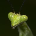 Praying Mantis