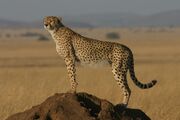 Cheetah