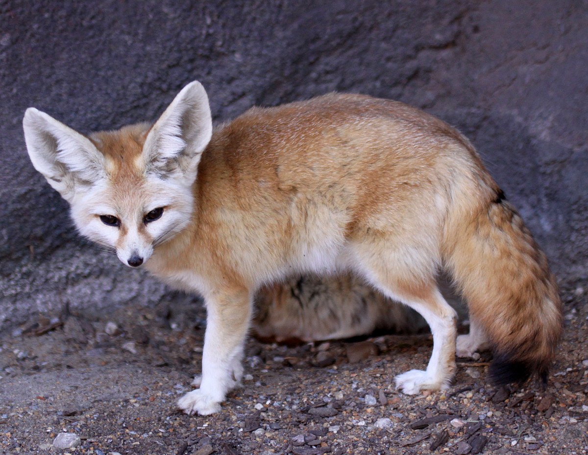 fennec fox eating bug