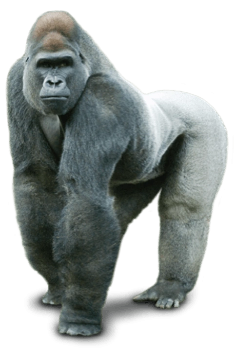 4-48717_gorilla.png