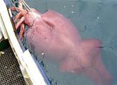 Colossal Squid