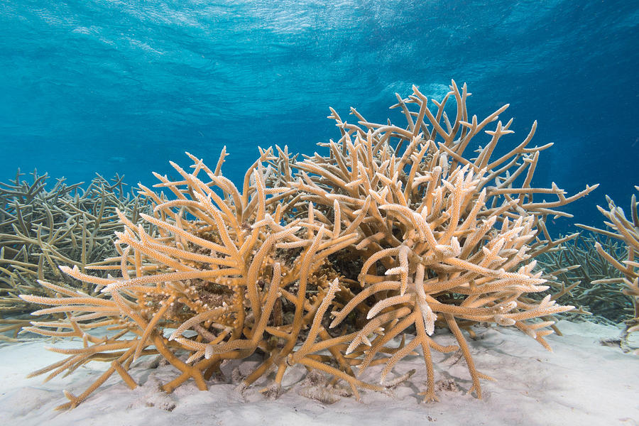 Staghorn Coral | VS Battles Wiki | Fandom