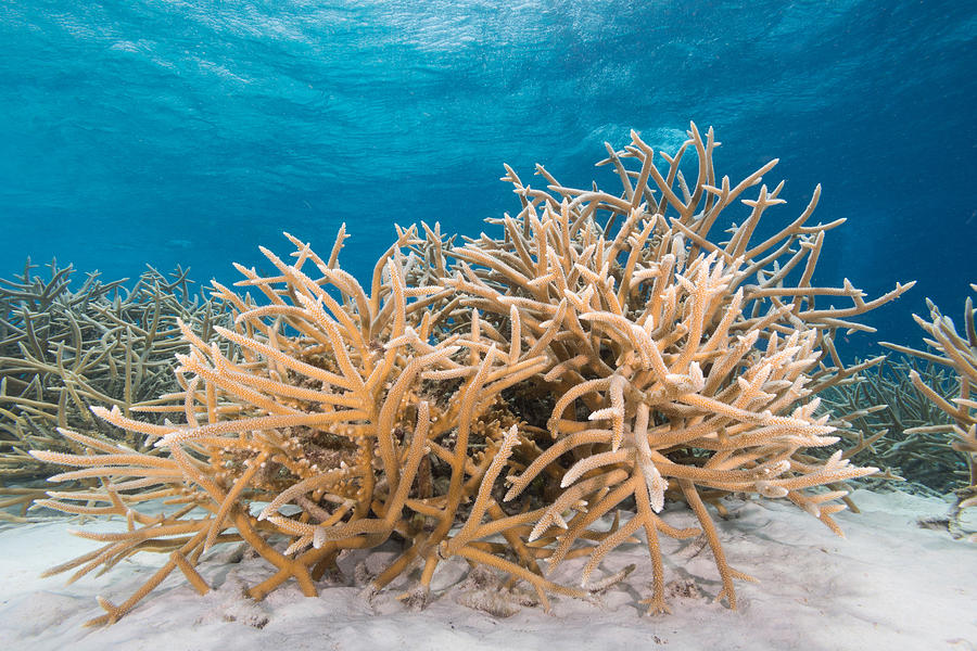 Staghorn Coral 10