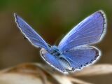 Xerces Blue Butterfly