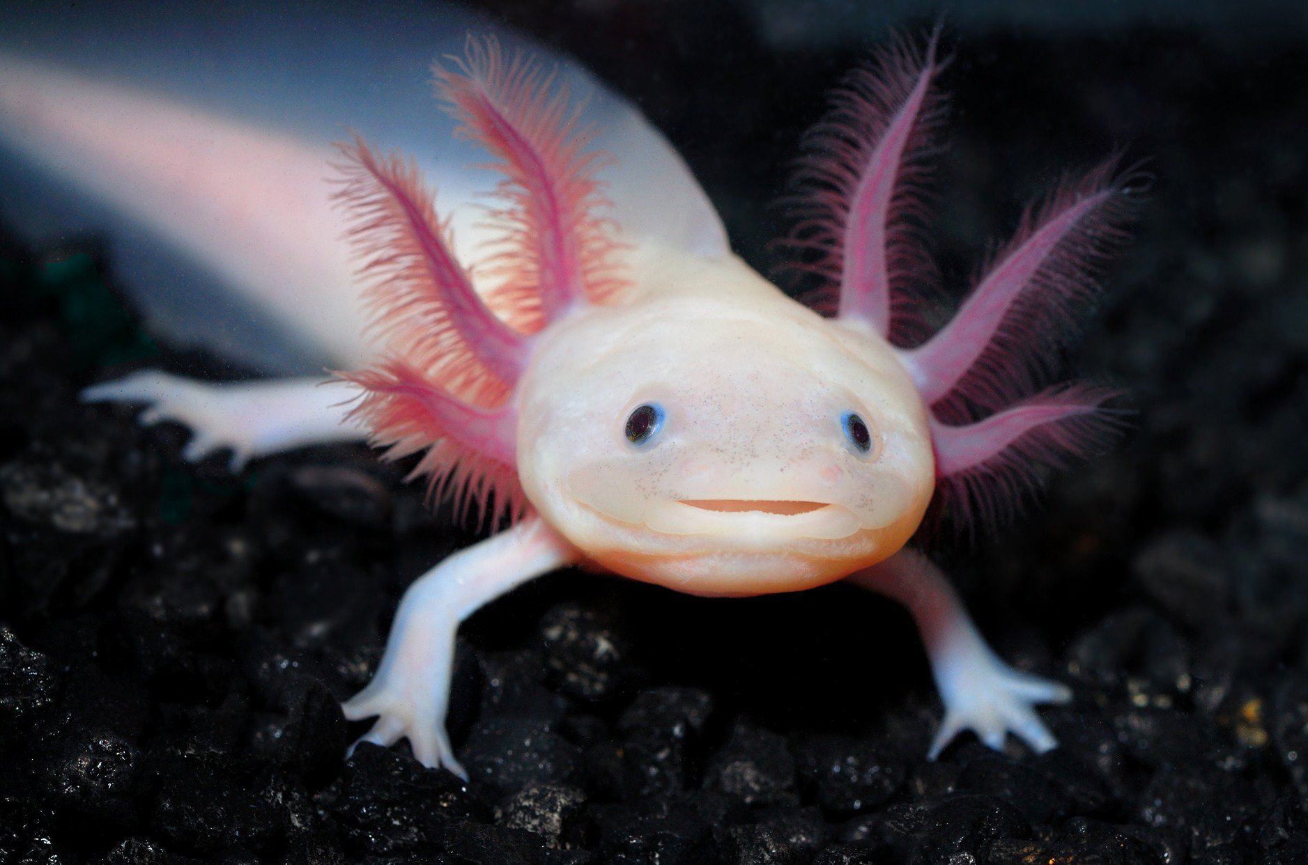 Why is a gingerbread axolotl a professional football player : r