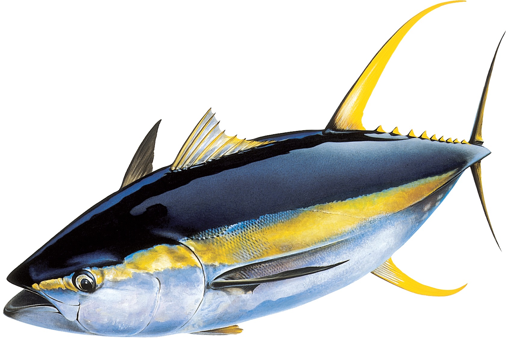 Yellowfin Tuna, Godzilla and friends Wiki