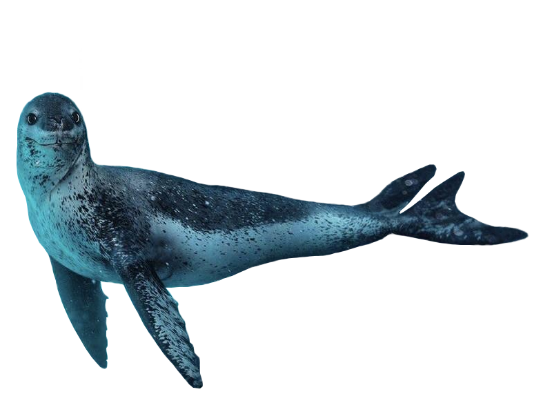 leopard seal cute