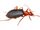 Bombardier Beetle