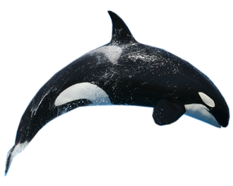 Orca | VS Battles Wiki | Fandom