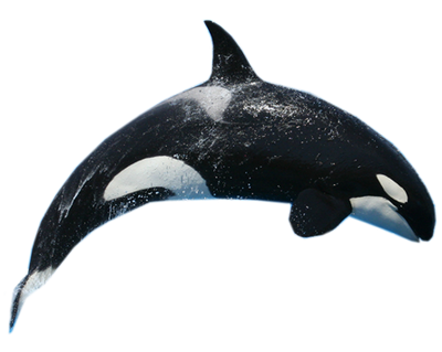 Killer-Whale-1-