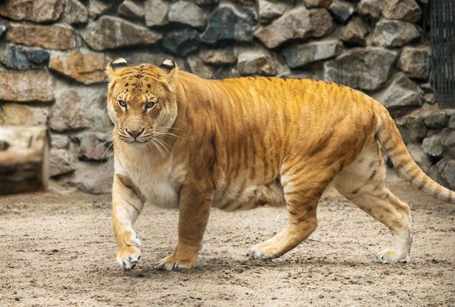 liger vs grizzly bear