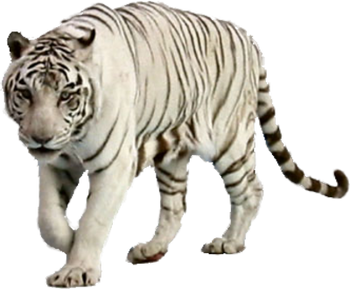 White tiger - Wikipedia
