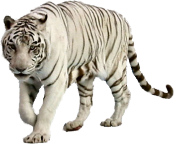 Siberian tiger - Wikipedia