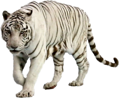 White Tiger Facts, Teaching Wiki