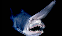 Goblin Shark