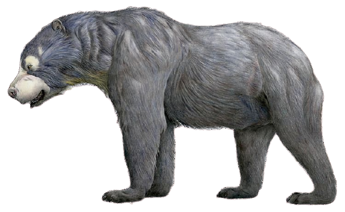 Arctotherium - Wikipedia