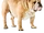 Bulldog