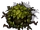 Awakened Shrub