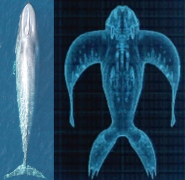 Blue Whale and Glow Whale