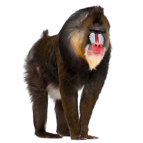 mandrill attack human