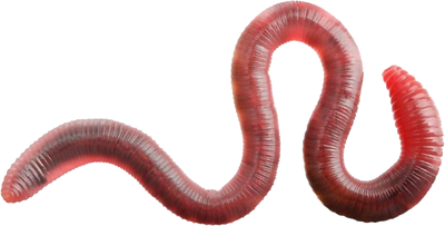 Common Earthworm