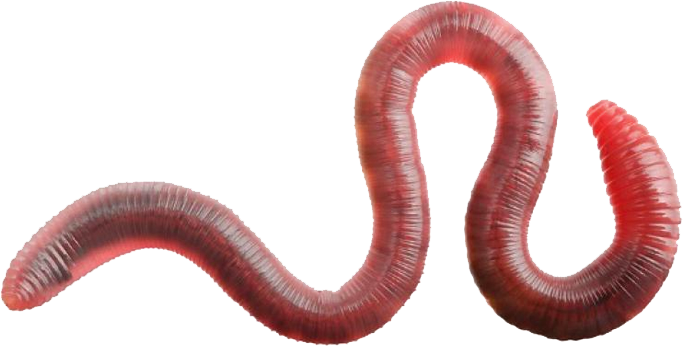 Common Earthworm, VS Battles Wiki